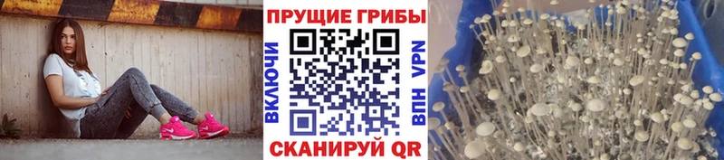 Псилоцибиновые грибы Cubensis  Купить где  Дорогобуж 